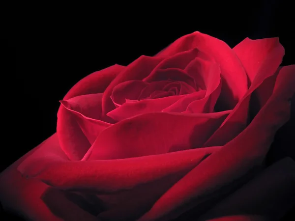 Κόκκινο τριαντάφυλλο Royalty Free Εικόνες Αρχείου