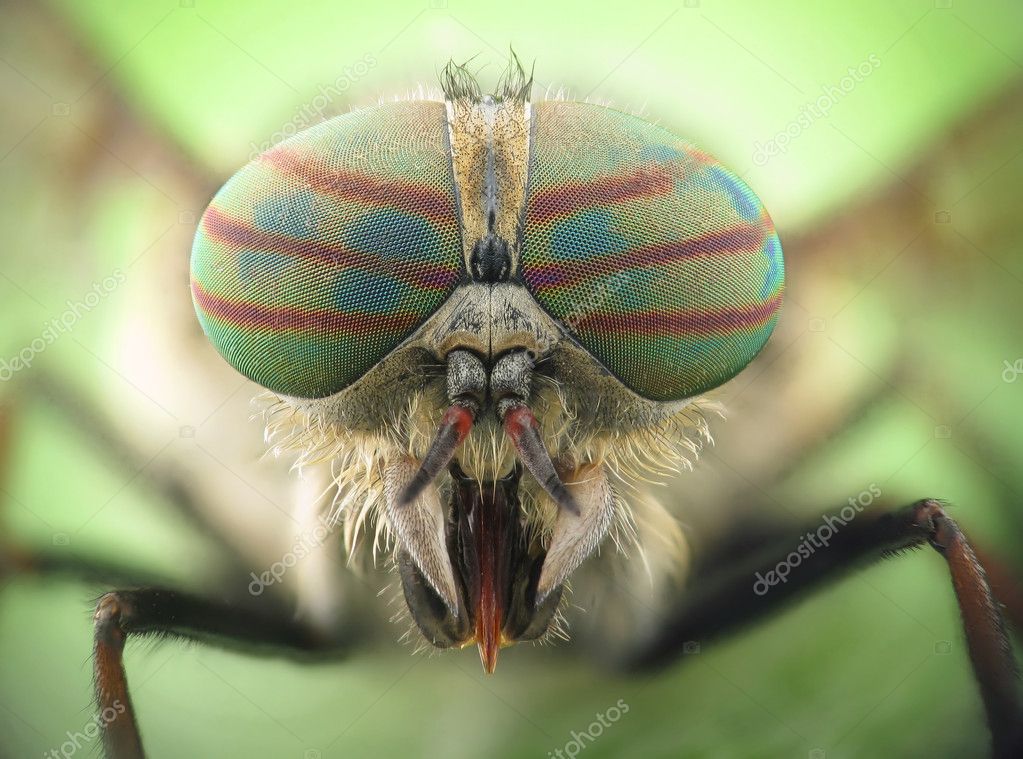 Hybomitra horse fly head closeup — Stock Photo © globares 4388664