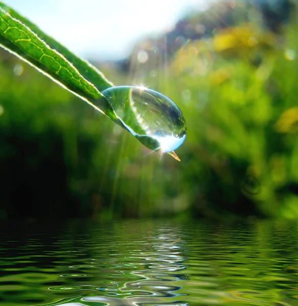 液滴サンレイで草のブレード — ストック写真
