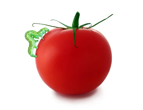Tomato with caterpillar — Stock Photo, Image