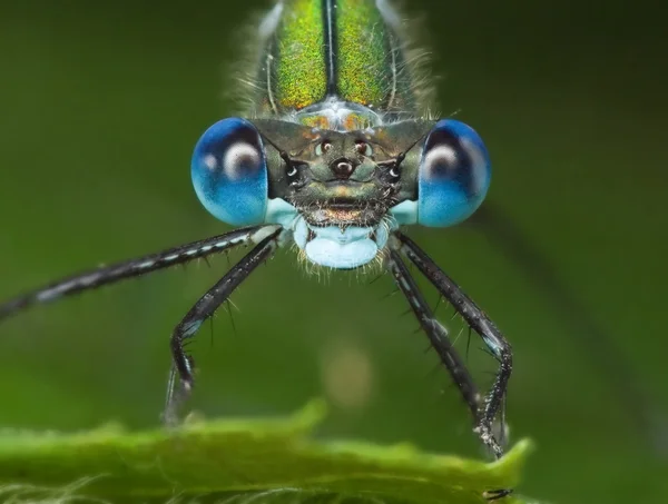 stock image Portrait of Emerald Damselfly