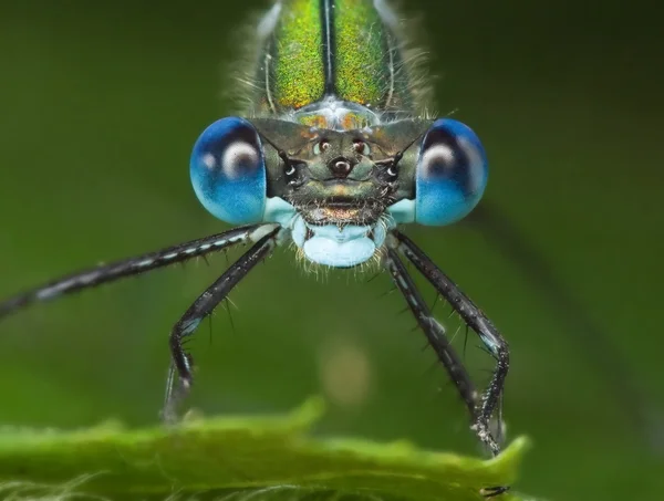 Zümrüt kızböcekleri portresi Telifsiz Stok Imajlar