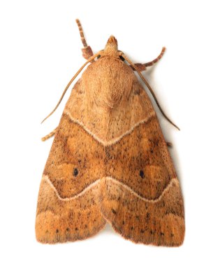 Noctuid moth isolated on white clipart