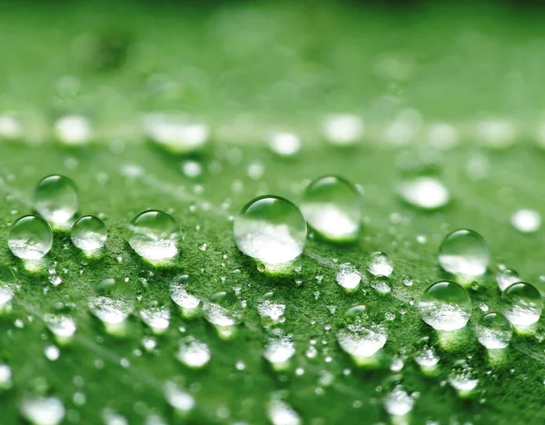 Droplets Leaf Macro — Stock Photo, Image