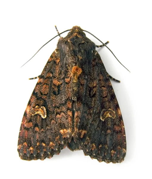 Noctuid moth isolated on white — Stock Photo, Image
