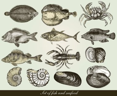 Set: fish, shells and seafood clipart