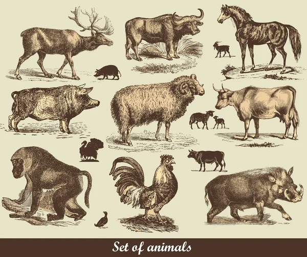 Zbiór zwierząt — Zdjęcie stockowe