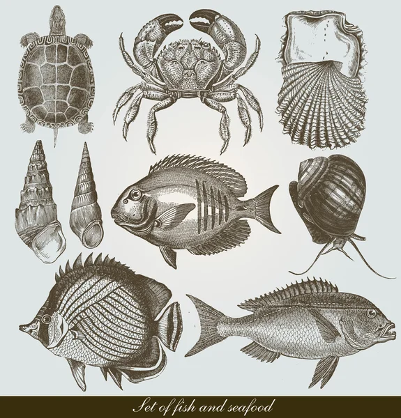 Set: fish, shells and seafood — Stock Photo, Image