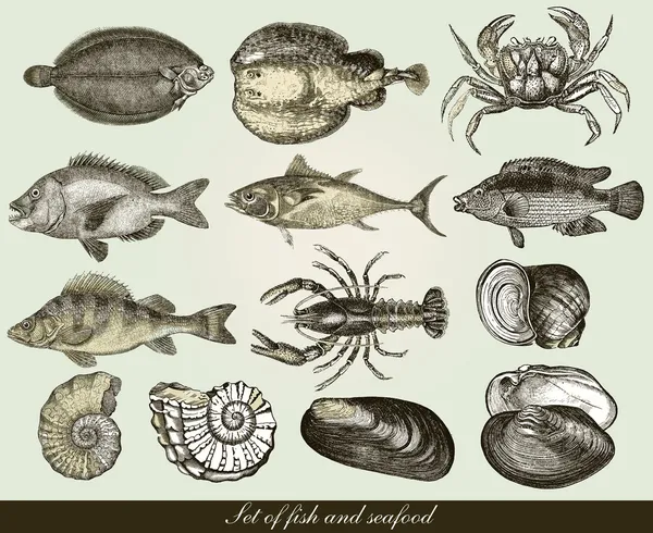 Set: ryby, mušle a mořské plody — Stock fotografie
