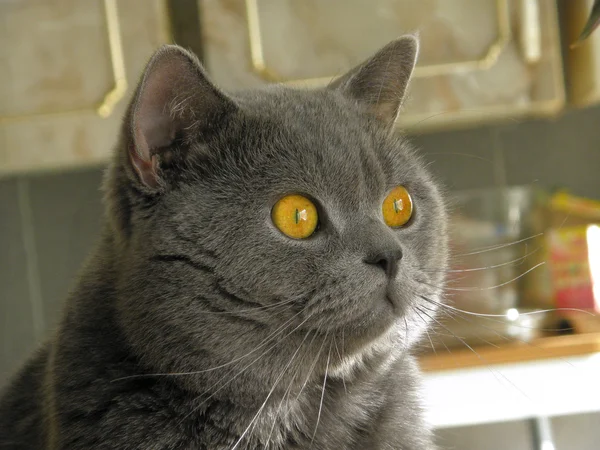 Kucing biru Inggris dengan mata kuning — Stok Foto