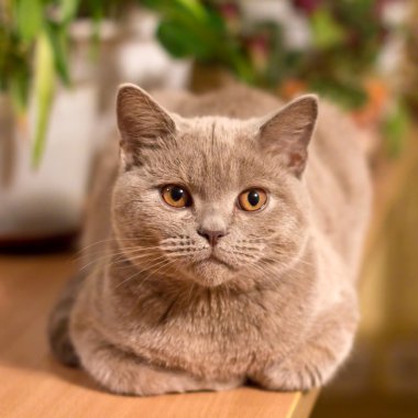 British shorthair lilac cat clipart