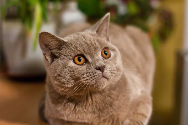 丁香的英国短毛猫 — 图库照片