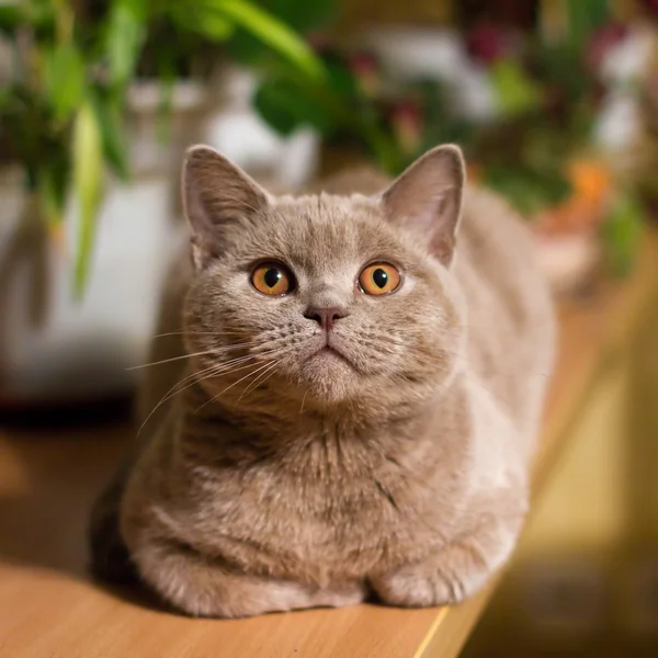 ライラック ブリティッシュショートヘアの猫 — ストック写真