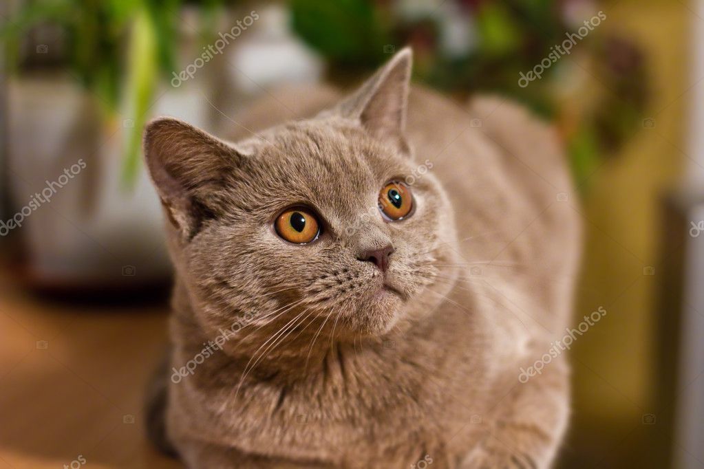 British shorthair lilac cat — Stock Photo © olgacov #5186481