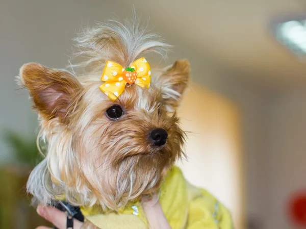 犬ヨークシャー テリアのクローズ アップの肖像画 — ストック写真