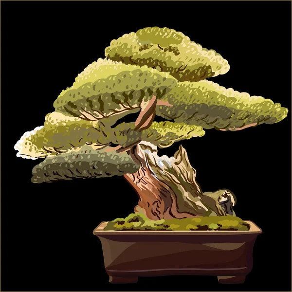 stock vector Vector of the bonsai tree on a black background