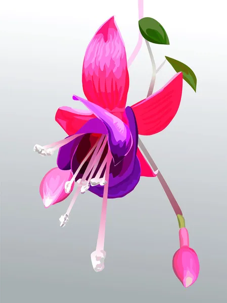 stock vector Vector flower fuchsia