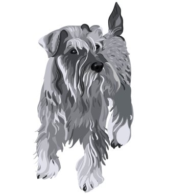 Vector Miniature Schnauzer dog clipart