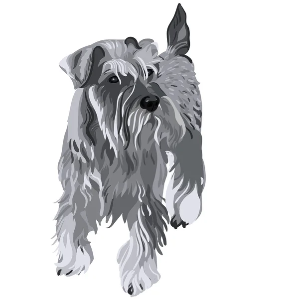 Векторная миниатюрная шнауцеровская собака — стоковый вектор