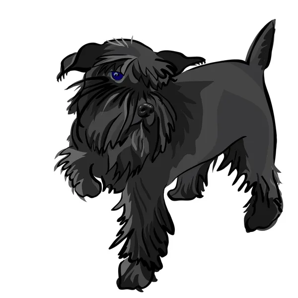 Wektor Sznaucer miniaturowy czarny pies — Wektor stockowy