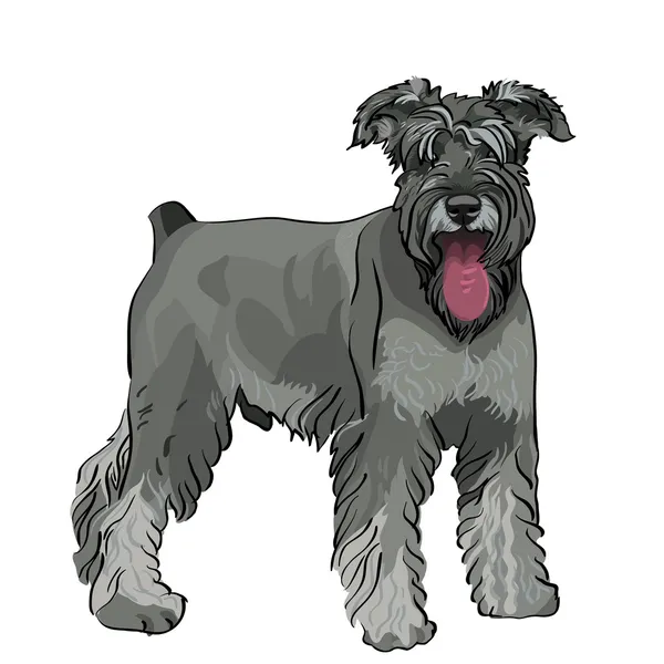 Vector Miniature Schnauzer dog with his tongue hanging out — Stock Vector