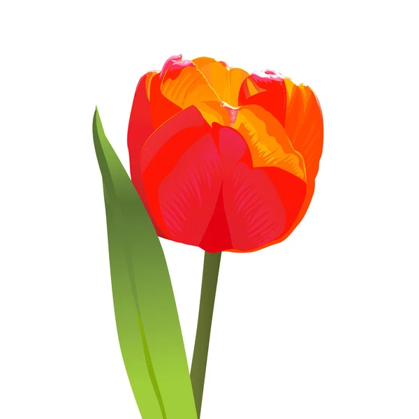 Czerwony tulipan wektor — Wektor stockowy