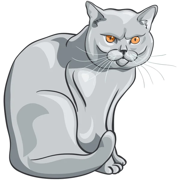 Vector british blue cat sits and looks seriously — Stock Vector