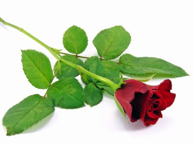 A single red rose clipart