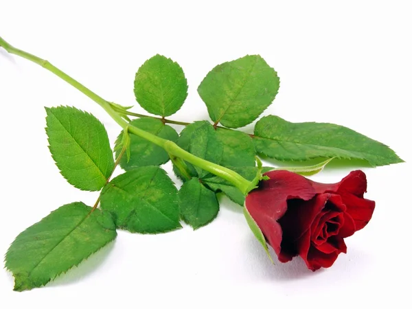 Uma única rosa vermelha — Fotografia de Stock