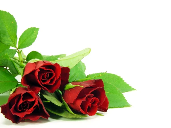 Eine Auswahl Roter Rosen Auf Weißem Hintergrund Mit Kopierraum — Stockfoto