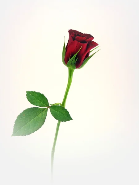 Eine rote Rose im Nebel — Stockfoto