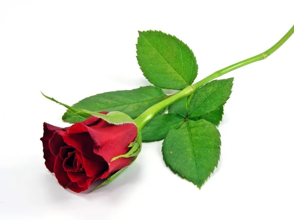白背地面上一朵红玫瑰 — 图库照片