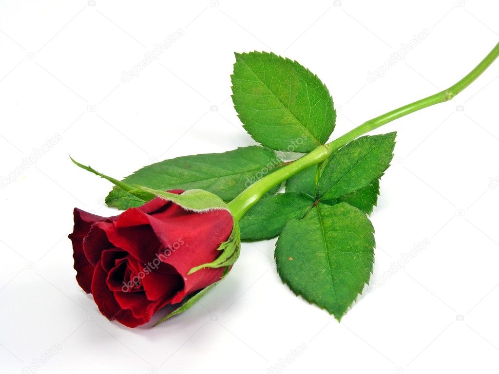 A single red rose on a white back ground