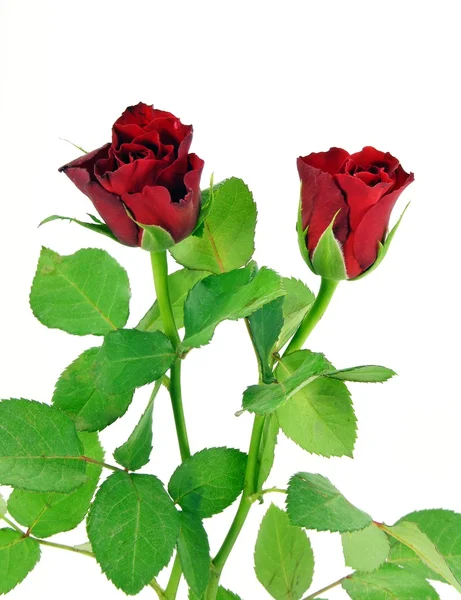 Červené růže na bílém pozadí — Stock fotografie
