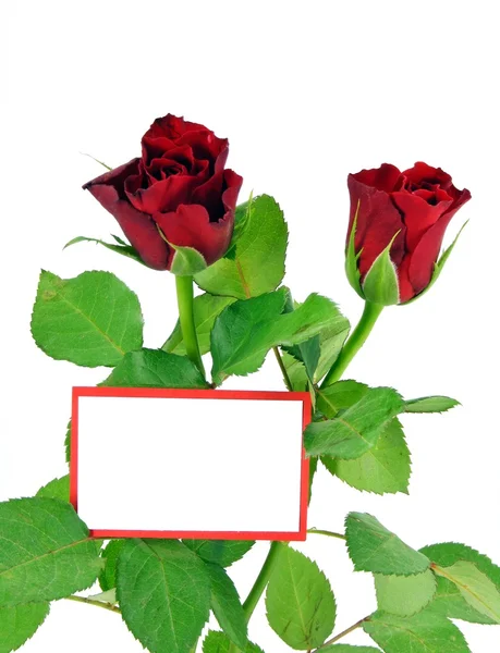 红玫瑰和副本空间与空白礼品卡的选择 — 图库照片