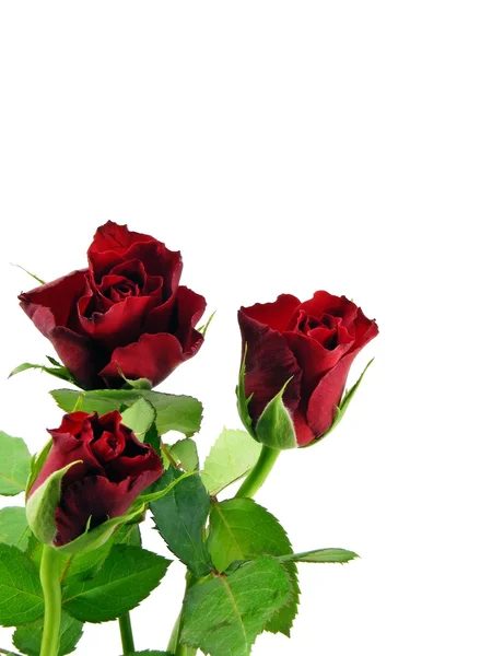 Rosas rojas sobre fondo blanco — Foto de Stock