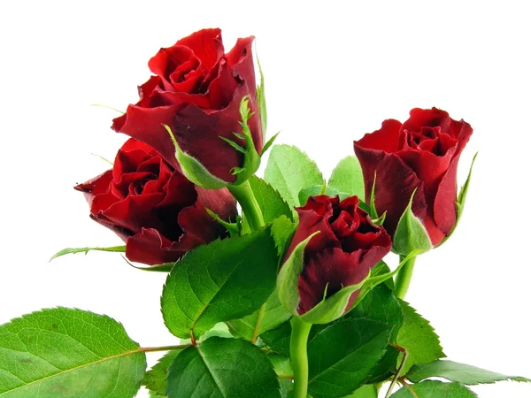 Červené růže na bílém pozadí — Stock fotografie