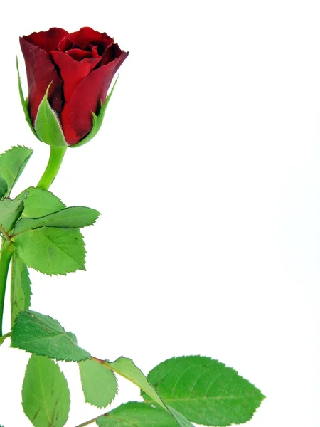 コピー スペースを持つバック グラウンド ホワイトに単一の赤いバラ — ストック写真