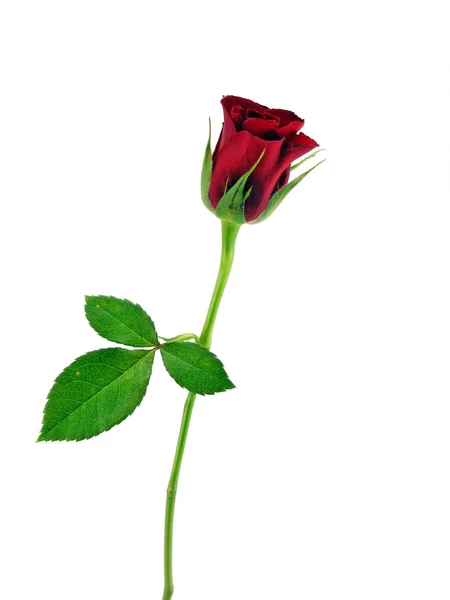 Jediná rudá růže — Stock fotografie