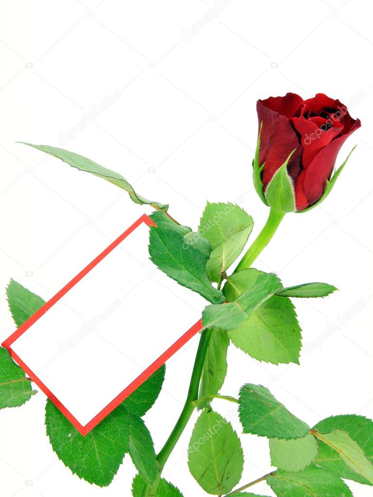 Red rose with gift tag