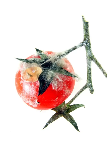 Een rotte tomaten op de wijnstok — Stockfoto
