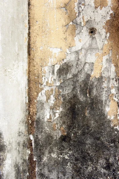 菌類の壁 — ストック写真