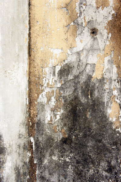 Mold growth and peeling paint on the wall of an abandoned house.