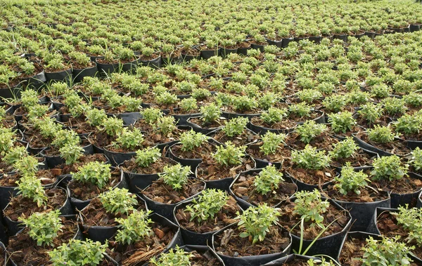 stock image Green leaves plant