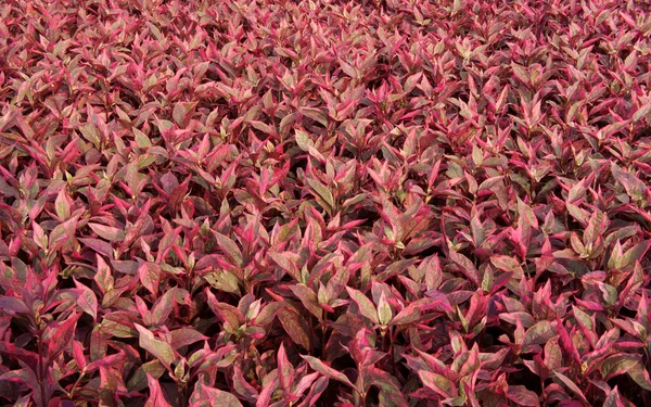 붉은 잎 식물 — 스톡 사진