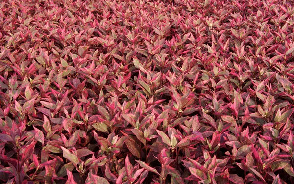 stock image Red leaves plant