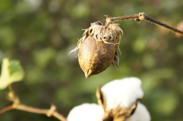 stock image cotton farm