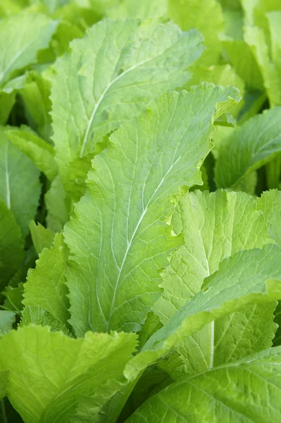 stock image Green vegetable