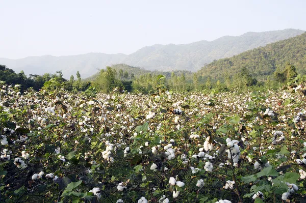 Cotton in farm — Stock Photo, Image