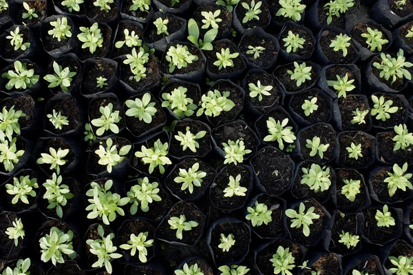 Fiatal Növény Fekete Virágcserép — Stock Fotó